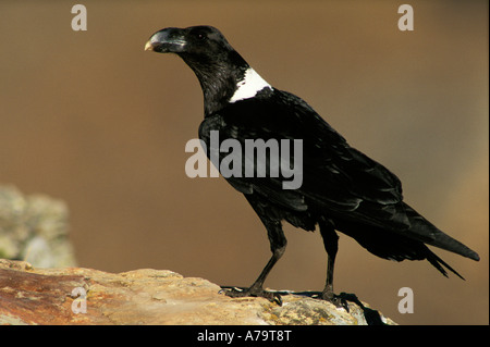 White colli giganti raven castello Kwazulu Natal Sud Africa Foto Stock