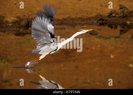 Airone cenerino decollare da un waterhole Sud Africa Foto Stock