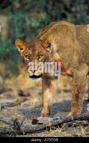 Leonessa ritratto canale Savuti Botswana Foto Stock
