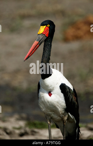 Sella femmina fatturati stork che mostra la diagnostica Yellow eye Sabi Sand Game Reserve Mpumalanga in Sudafrica Foto Stock