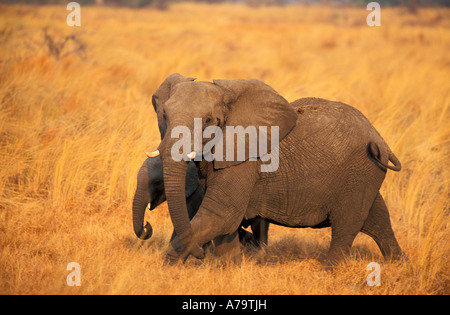 Elefante mucca e vitello a camminare in una distesa di asciutto erba gialla Okavango Delta Botswana Foto Stock