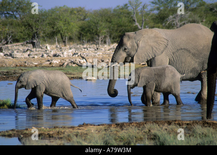 Elephant Loxodonta africana a piedi attraverso acqua con due giovani Etosha Namibia Foto Stock