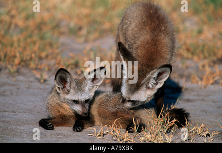 Un bat eared Fox nuzzles con affetto il suo compagno Okavango Delta Botswana Foto Stock