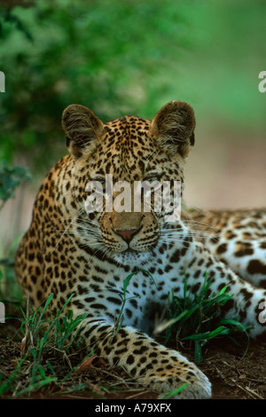 Ritratto di una donna ritratto di leopard Sabi Sand Game Reserve Mpumalanga in Sudafrica Foto Stock