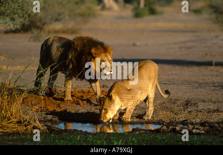 Una coniugata coppia di leoni a bere una piccola pozza nel tardo pomeriggio Mombo Okavango Delta Botswana Foto Stock