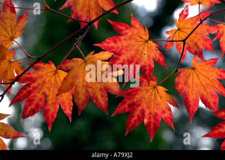 Acer shirasawanum Foto Stock