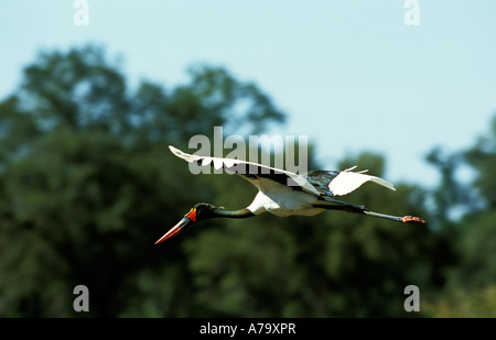 Sella fatturati cicogna in volo Okavango Delta Botswana Foto Stock
