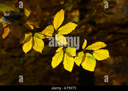 Fagus sylvatica Foto Stock
