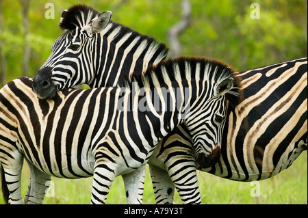 Due Burchells zebre in piedi affiancati ma rivolti in direzioni opposte uno appoggiate il mento sul retro dell'altro Foto Stock