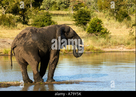 Un unico dell' elefante africano bull bevendo un waterhole Foto Stock