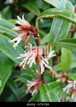 Sarcococca hookeriana var digyna Foto Stock