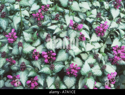 Lamium maculatum Beacon silver MF Foto Stock