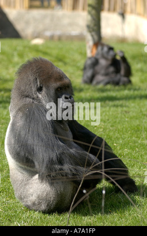 Western pianura Gorilla Silverback in cattività in uno zoo, Inghilterra Foto Stock
