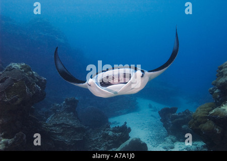 Manta Ray Manta birostris in posizione di alimentazione come palline di plancton, Canale Goofnuw, Yap, Micronesia, Oceano Pacifico Foto Stock