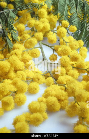 Giallo mimosa fiori Foto Stock