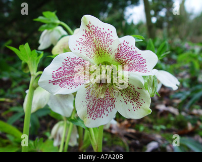 Helleborus orientalis bianco con macchie di colore rosa l'Elleboro Foto Stock