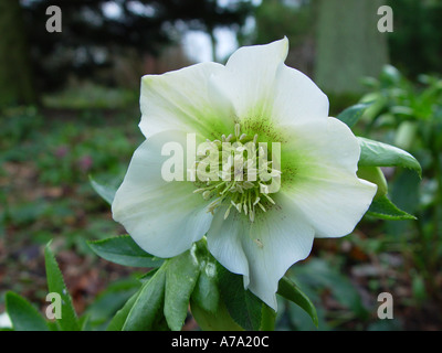 Helleborus orientalis white Foto Stock