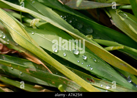 Dewdrops sulle lame di erba Foto Stock