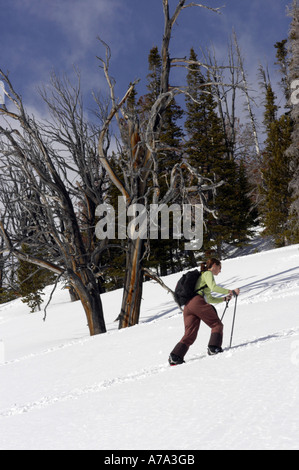 Stati Uniti Idaho a dente di sega di Stanley montagne vicino a Sun Valley donna scuoiatura alto picco di Williams per andare sci di fondo Foto Stock