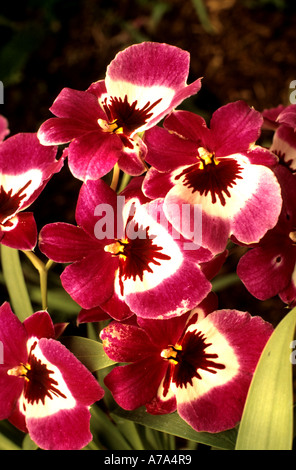 Cina Shanghai orchid orchidee fiore fiori organic botanico giardino cinese Foto Stock