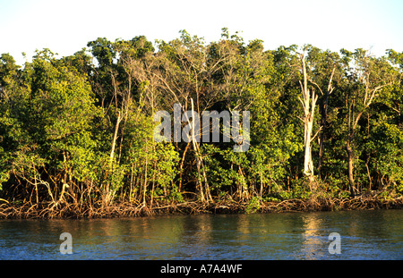 Parco nazionale delle Everglades della Florida mangrovie rosso nella palude di marea Foto Stock