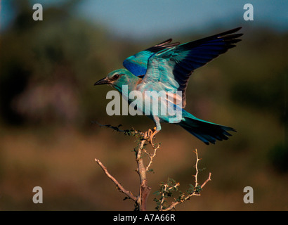 Rullo europeo prendendo il largo che mostra colori vivaci Parco Nazionale Kruger Mpumalanga in Sudafrica Foto Stock