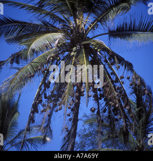 Ruppell s Weaver Textor galbula gruppo maschio di nidi in Cocoanut Palm tree Foto Stock