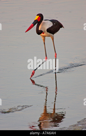Sella fatturati Stork wading in acqua il Kruger Park Letaba Provincia di Limpopo Sud Africa Foto Stock