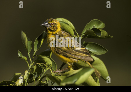 Village Weaver Ploceus cucullatus maschio immaturo Foto Stock