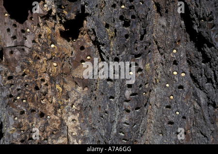 Acorn Woodpecker Melanerpes formicivorus tronco di pino di Monterey forata con fori alcuni Foto Stock