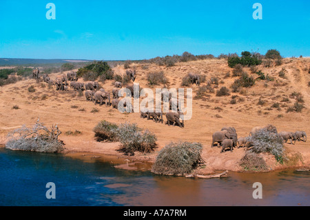Un grande allevamento allevamento di elefanti africani Loxodonta africana camminando sul ciglio di una collina verso un fiume per bere Foto Stock