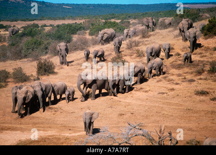 Un grande allevamento allevamento di elefanti africani Loxodonta africana camminando giù verso l'acqua Addo Elephant Park Foto Stock