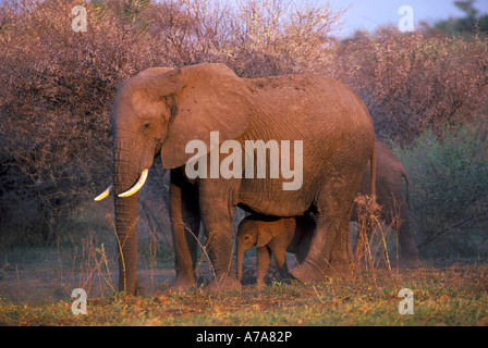 Elephant madre con un giovane vitello piedi sotto di esso in una spinosa Acacia woodland settentrionale regione Delta Botswana Foto Stock