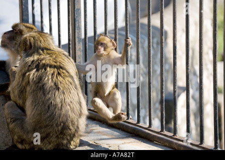 Immaturo Gibilterra Ape swinging sulle ringhiere Foto Stock