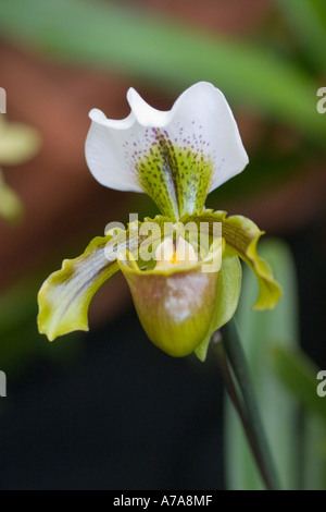 Orchidea Paphiopedilum Spicerianum x Insigne Foto Stock