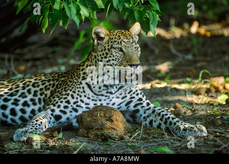 Ritratto di donna leopard di riposo in ombra Mombo Okavango Delta Botswana Foto Stock