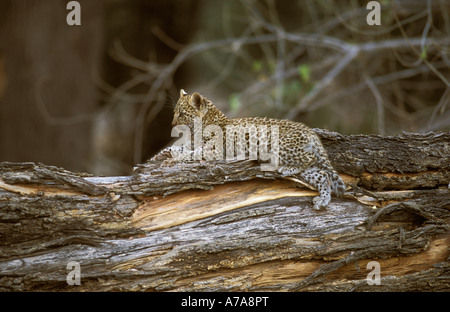 Un Leopard cub giacente su un albero morto tronco Okavango Delta Botswana Foto Stock