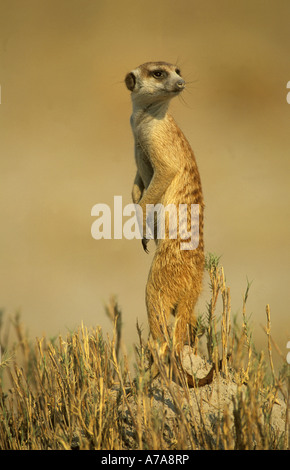 Un Suricate guardando sopra la sua spalla Gweta Makgadikgadi Botswana Foto Stock