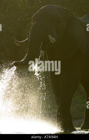 Un elefante acqua potabile Tembe Elephant Park Maputaland Kwazulu Natal Sud Africa Foto Stock
