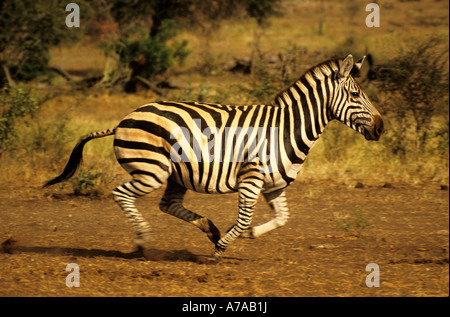 Burchells zebra sull'eseguire il Parco Nazionale di Kruger Mpumalanga in Sudafrica Foto Stock