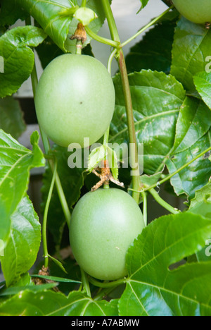Ancora maturando frutto della passione sulla vite Foto Stock