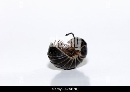 Millepiedi della pillola Foto Stock