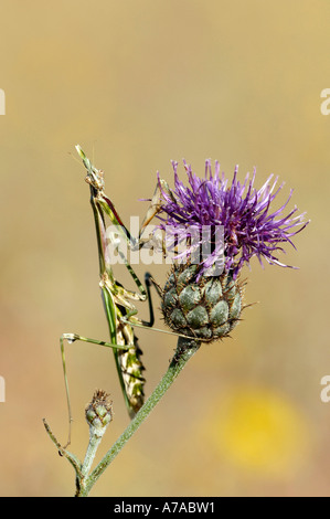 Mantis Foto Stock