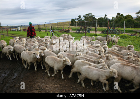 Un gregge di pecore essendo herded dal lavoratore agricolo Betlemme Sud Africa Foto Stock