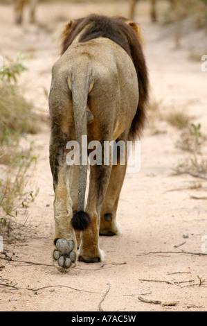 Un maschio nero maned lion visto da dietro come cammina verso il basso un bushveld via con la sua zampa posteriore sollevata da terra Foto Stock