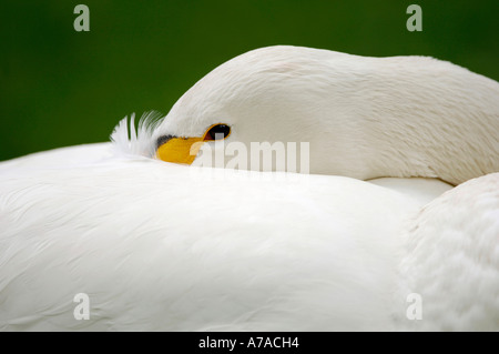 Cigno selvatico Foto Stock