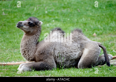 Due-humped cammello Bactrian Camel Foto Stock