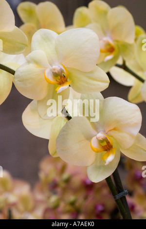Phalaenopsis Orchid Golden Treasure Foto Stock
