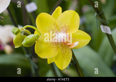 Phalaenopsis Orchid Golden Treasure Foto Stock