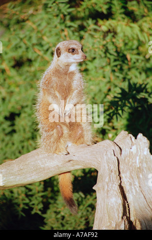 Un Meerkat di sentinella Foto Stock